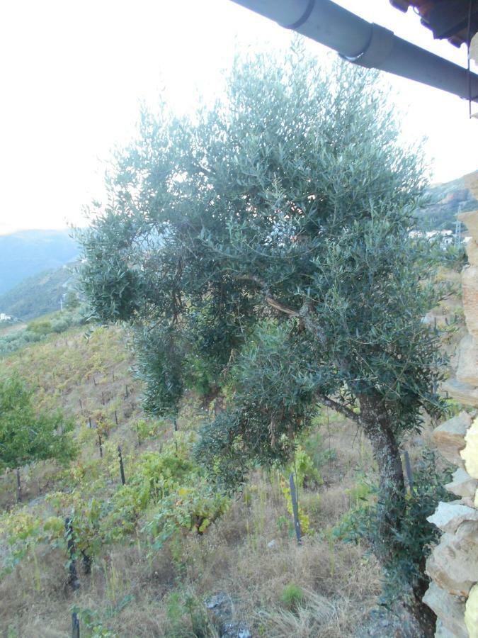 Casa Da Vinha Em Tabuaco - Douro Villa Exterior photo